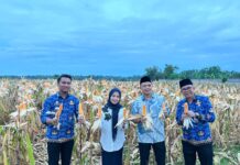 Panen Jagung di Kopo, Bupati Serang Ratu Zakiyah Sebut Mewujudkan Swasembada Pangan
