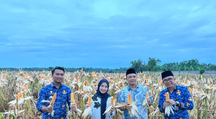 Panen Jagung di Kopo, Bupati Serang Ratu Zakiyah Sebut Mewujudkan Swasembada Pangan