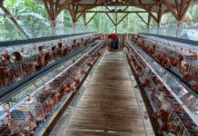 Desa Talagawarna Kembangkan Budidaya Ayam Petelur