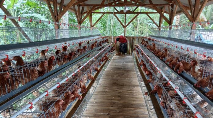 Desa Talagawarna Kembangkan Budidaya Ayam Petelur