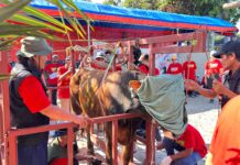 9 Sapi dan 21 Kambing Siap di Kurban di Masjid Jami Al Muhajirin