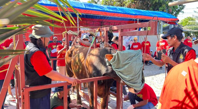 9 Sapi dan 21 Kambing Siap di Kurban di Masjid Jami Al Muhajirin