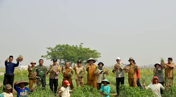 Dalam Setahun, Kabupaten Serang Butuh 5.100 Ton Bawang Merah