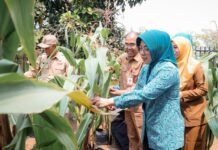 Tinawati Panen Jagung di Pekarangan PKK, Dorong Ketahanan Pangan dari Rumah