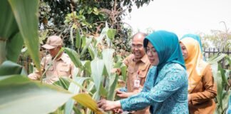 Tinawati Panen Jagung di Pekarangan PKK, Dorong Ketahanan Pangan dari Rumah