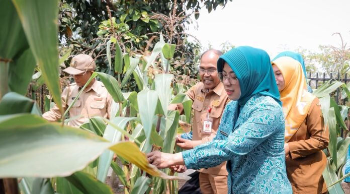 Tinawati Panen Jagung di Pekarangan PKK, Dorong Ketahanan Pangan dari Rumah